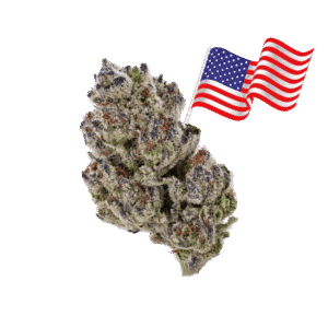 girl scout cookies strain
