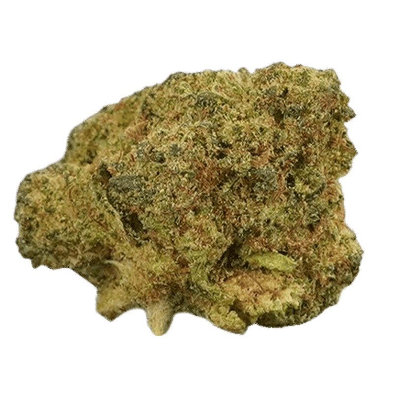 amnesia haze strain