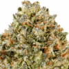 Bubble-Gum-Strain-Macro-1-680x680.png Bubblegum THCA Flower