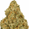 Jager-Strain-Macro-680x680.png Jager THCA Flower