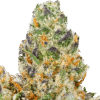 Modified-Grape-Strain-Macro Modified Grapes THCA Flower