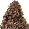 Trop-Cookies-1-Strain-macro-1-680x680.png Tropical Cookies THCA Flower