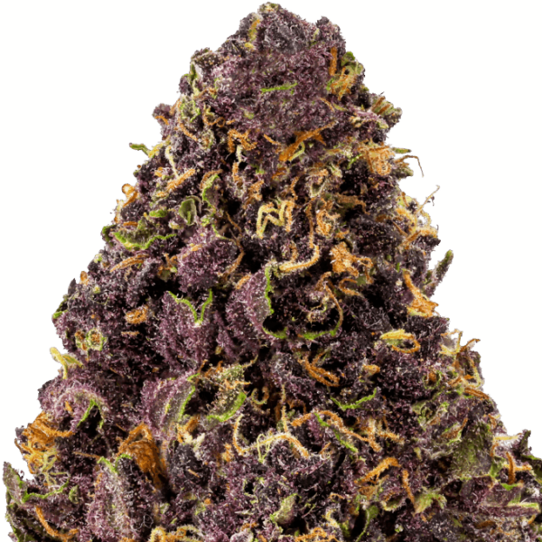 Trop-Cookies-1-Strain-macro-1-680x680.png Tropical Cookies THCA Flower