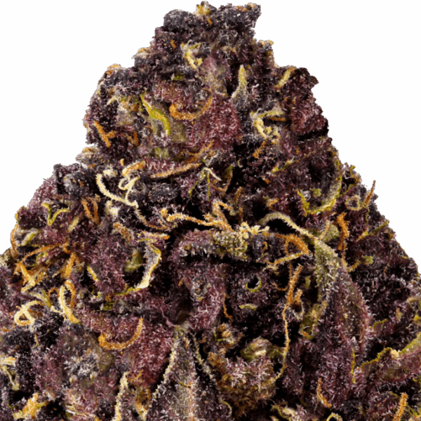 Trop-Cookies-Strain-Macro-1-680x680.png Tropical Cookies THCA Flower
