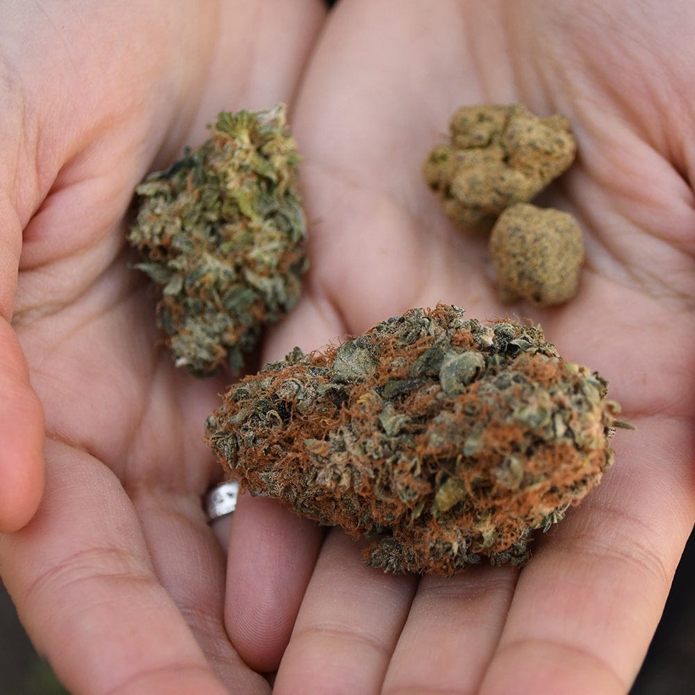 CBD oil vs CBD flower